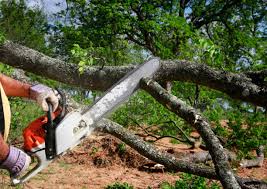 Best Lawn Pest Prevention  in Century, FL