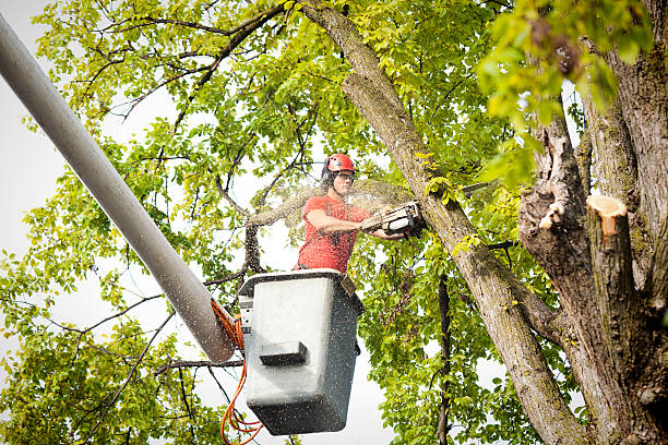 Best Leaf Removal  in Century, FL